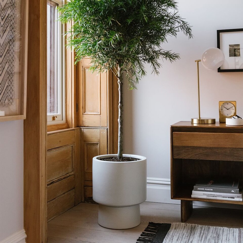 Bishop Indoor/Outdoor Pedestal Planters | West Elm Australia